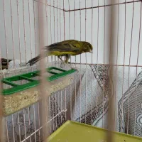 قناریسبز|پرنده|شیراز, شهرک صادقیه|دیوار