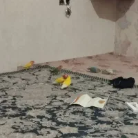 فروش سه جفت طوطی برزیلی تضمینی جوجه دهی