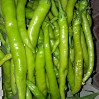 فلفل شیرین