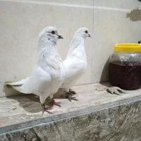 چهار عدد عروسک