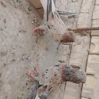 جفت کوهی دمسفید عطیقه