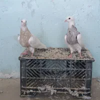چهار جفت طوقی درجه یک|پرنده|تربت‌حیدریه, باغ ملی|دیوار