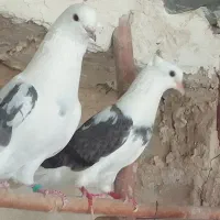 جفت نروماده کاردرست