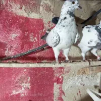 کفتر بجایی|پرنده|شهریار, شهریار|دیوار