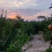 باغ شهری  شیراز۱۲۵۰ متر مربع شیراز|فروش زمین و ملک کلنگی|شیراز, محمودآباد|دیوار