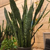 سانسوریا یوکا لیندا|گل و گیاه طبیعی|تهران, سلسبیل شمالی|دیوار