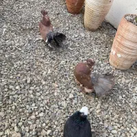 ی جفت دم چتری و یک ماده ساکسن