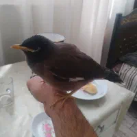 جوجه مینا