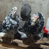 تخم مرغ گلین  فول|حیوانات مزرعه|آزادشهر, |دیوار