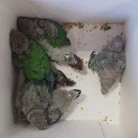 جوجه گرینچیک|پرنده|یزد, |دیوار