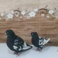 کبوتر سینه سیاه|پرنده|شیراز, حومه شیراز|دیوار