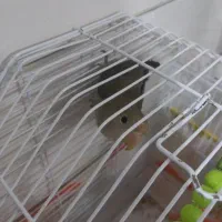 کوتوله برزیلی