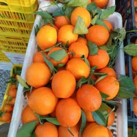 فروش ،پرتقال ،نارنگی سوپر|عمده‌فروشی|شیرگاه, |دیوار