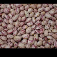 لوبیا چیتی آسپاس (کلا ۲۰ کیلو سالم )