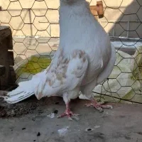 کبوتر ماده نوک قنار