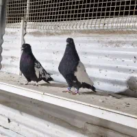 کبوتر سینه سیاه|پرنده|لار, |دیوار