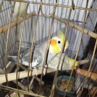 عروس هلندی|پرنده|قم, شهر قائم|دیوار