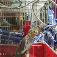 عروس هلندی 5ماهه