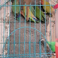 طوطی برزیلی