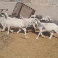 گوسفند.بره بومی.ذبح رایگان