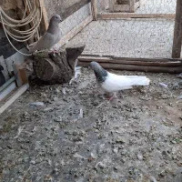 باشلی نروماده|پرنده|آذرشهر, |دیوار