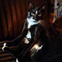 گربه تاکسیدو ۶ماهه واگذاری رایگان خانه حیاط دار