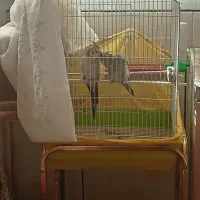 عروس هلندی|پرنده|فارسان, |دیوار