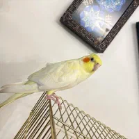 عروس هلندی لوتینو