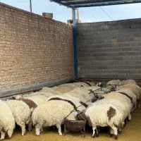 گوسفند فروشی