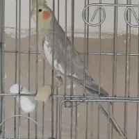 عروس هلندی|پرنده|سبزوار, مدرس|دیوار