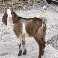 کهره نر ماده دورگ|حیوانات مزرعه|خورموج, |دیوار