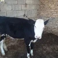 گوساله ماده سیمینتال|حیوانات مزرعه|سیمین شهر, |دیوار