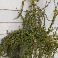 گل طبیعی حیاط و باغچه|گل و گیاه طبیعی|ورامین, ورامین|دیوار