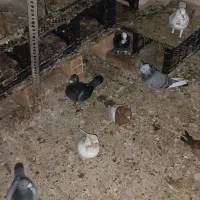 گمشده