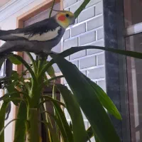 عروس هلندی چالسرا گمشده