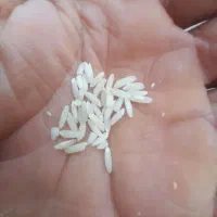 ۵۰ کیلو برنج محلی طارم درجه یک ۲۹۰