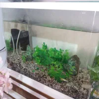 آکواریوم شیشیه خم درحدنو|ماهی|ابهر, |دیوار