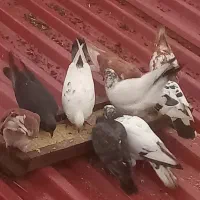 کبوتر جوجه|پرنده|صومعه‌سرا, |دیوار