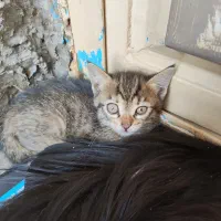 واگذاری گربه
