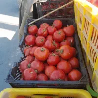 گوجه ربی تحویل درب خانه
