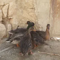 اردک کله سبز اصل کوهی|حیوانات مزرعه|کوهدشت, |دیوار