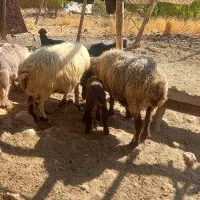 فروش  ۲ راس میش بره دار|حیوانات مزرعه|شیراز, خلیلی|دیوار