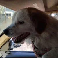 سگ بامزه و بازیگوش