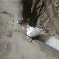 کبوتر کله یی ‌|پرنده|سراجو, |دیوار