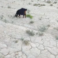 کهره چاق