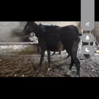 اسب وکره مادیان|اسب و تجهیزات اسب‌سواری|زرین دشت (فارس), |دیوار