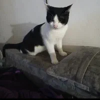 واگذاری گربه