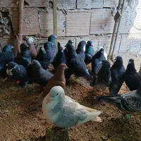 فروشی|پرنده|خوشاب, |دیوار