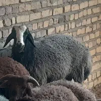 یک راس قوچ شال درجه یک جوان|حیوانات مزرعه|ورزنه, |دیوار