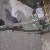 با سلام خدمت عشق بازان|پرنده|ویلکیج, |دیوار